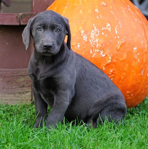 Located in Northwest Ohio, we have been Ohio Labrador Retriever breeders since 2000. . Labrador puppies near me for sale
